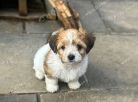 chihuahua x Jack russell pups