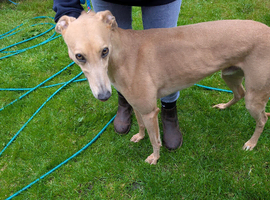 Lurcher dog