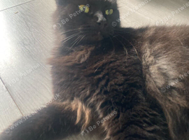 Male cat