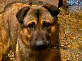 Caucasian shepard x sheep dog