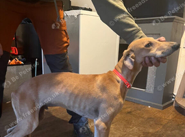 Saluki x greyhound puppy