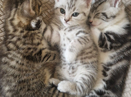 British Shorthair Cross kittens
