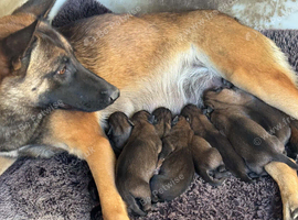 Belgian shepherd puppies