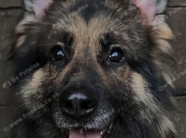 German Shepherd Male KC registered DM clear