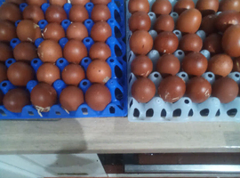 Copper maran hatching eggs