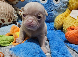 Pink panda and black pug puppies for sale