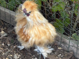 Bantam chickens all Cockerells