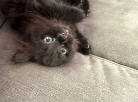 Kitten