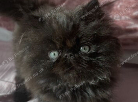 stunning pedigree Persian Kittens
