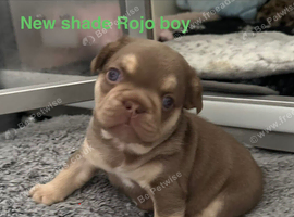 New shade French bulldog puppies.