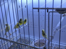 RAZA  JASPE AND FIFE CANARIES