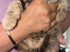 Kittens isle of Sheppey