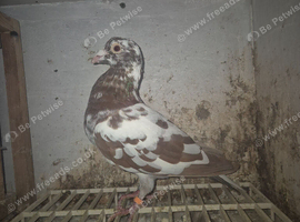 Choc cock birds