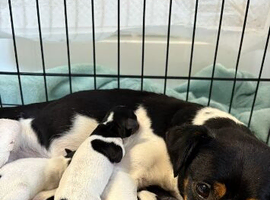 Beautiful jack russell puppies to find loving homes