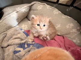 British blue cross Norwegian forest kittens