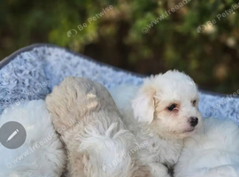 Bison maltese