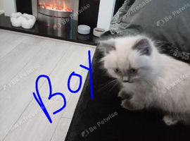 Boy Only Available