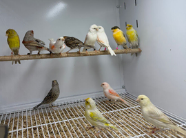 Canaries