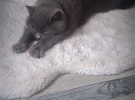 Beautiful british  blue