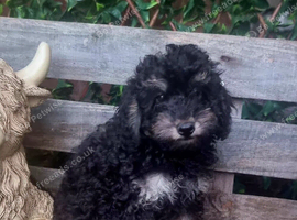 Adorable Miniature poodle Puppies