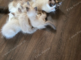 Ragdoll kittens pedigree