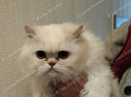 Persian kitten