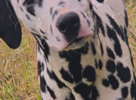 Beautiful Dalmation