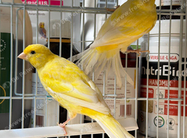 Pair of Belgian Waterslager&rsquo;s RARE