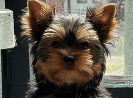 KC reg tea cup Yorkshire terrier girl