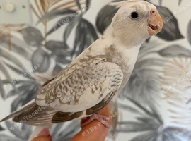 Cockatiel