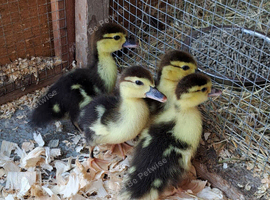Muscovy ducklings