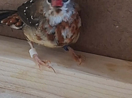 Cock strawberry finch 2025