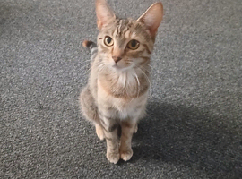 1yr old cat