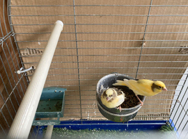 2 Variagated (yellow/brown) Canary Chics