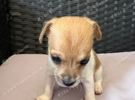3 Jack Russell x Chihuahua