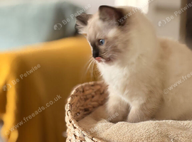 Ragdoll Kittens Pedigree Registered
