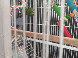 A Pair of conures