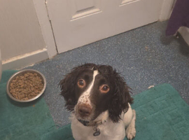 3 year old liver and white female springer spaniel