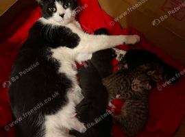 Mixed breed fluffy kittens READY TO GO