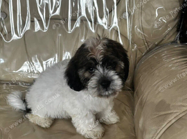 Cute & Cuddly Shorkie Puppies Available