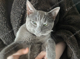 Lost cat