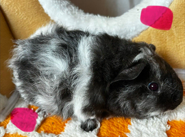 Female (Sow) Baby Guinea Pigs