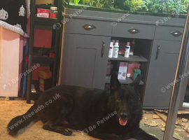Male German shepherd needs new home