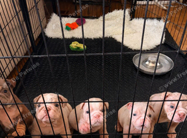Stunning Rare silver/ lilac Bulldog Puppies