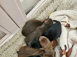 Mini dachshunds