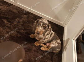Lovely Miniature Dachshund Puppies