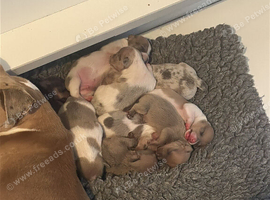 Jack Russel pups