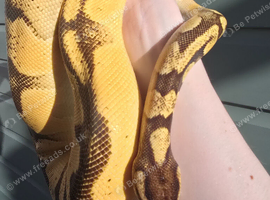 Proven breeder Super Orange dream female ball python