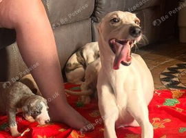 Whippet Puppies