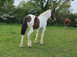 Yearling filly